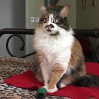 Lovet Pet Health Care - Dove Valley ico