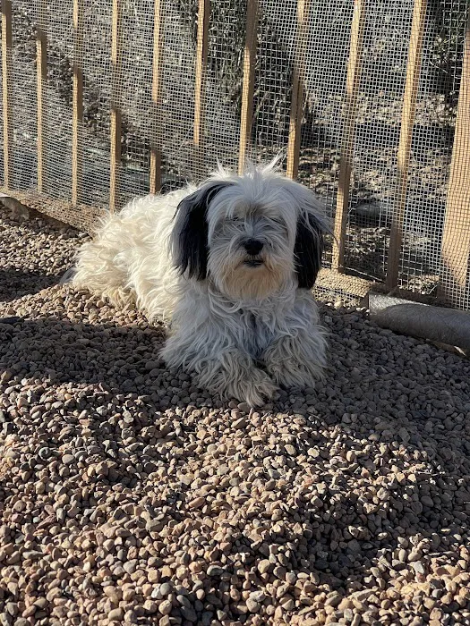 Lovet Pet Health Care - Dove Valley Picture 8