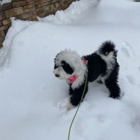 Arizona Skies Animal Hospital ico