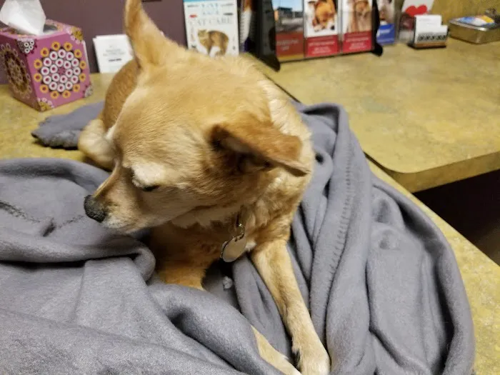 Chaparral Veterinary Medical Center Picture 1