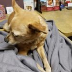 Chaparral Veterinary Medical Center