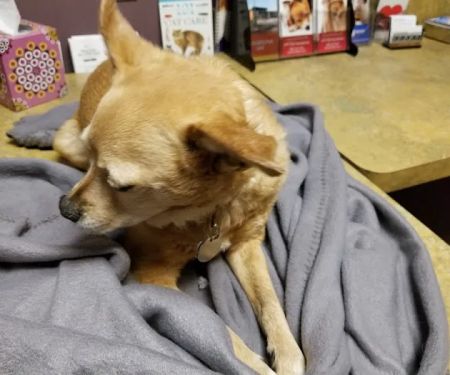 Chaparral Veterinary Medical Center