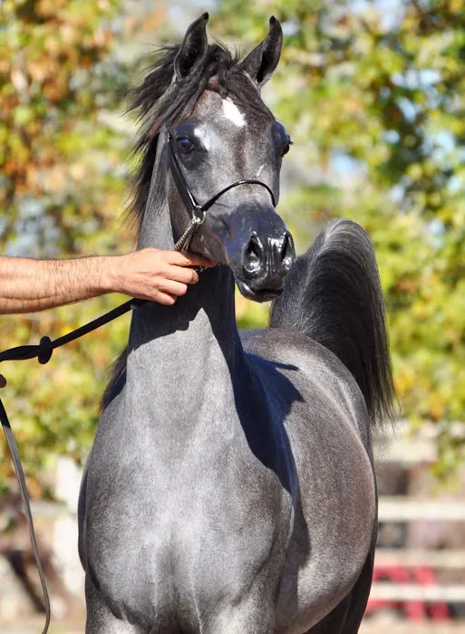 Chaparral Veterinary Medical Center Picture 6
