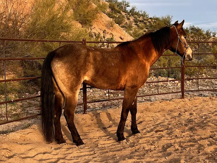 Chaparral Veterinary Medical Center Picture 7