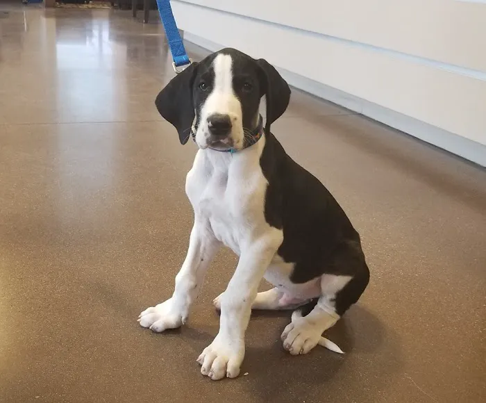 Chaparral Veterinary Medical Center Picture 8