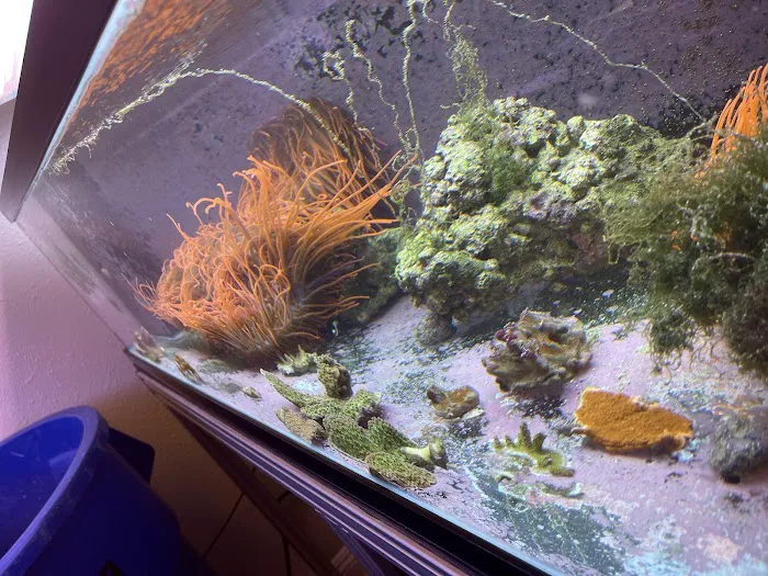 Law Office Aquariums Picture 3