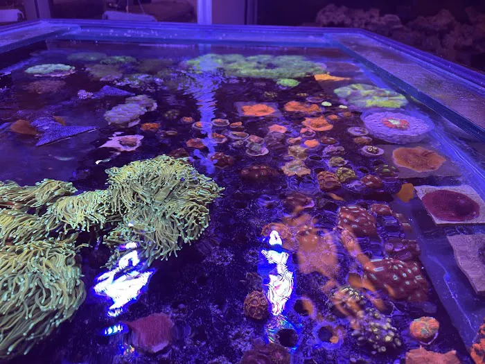 Law Office Aquariums Picture 8