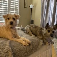 Daisy Mountain Veterinary Hospital ico