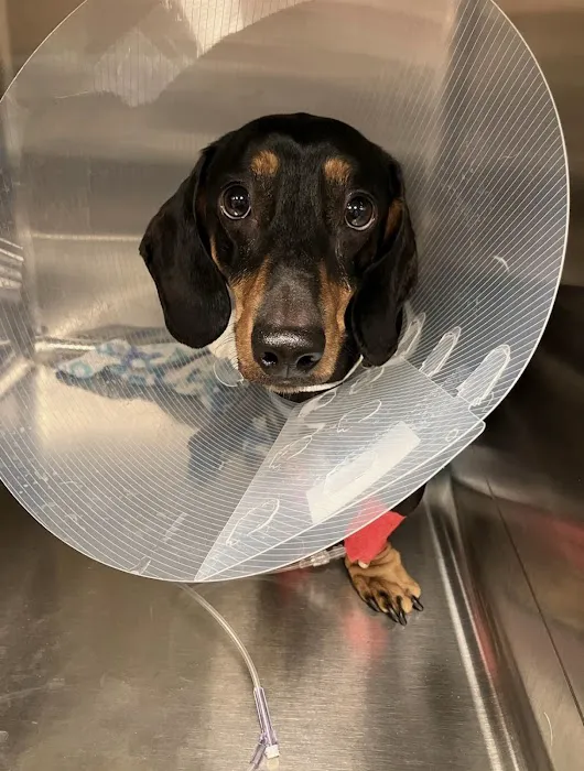 Daisy Mountain Veterinary Hospital Picture 6