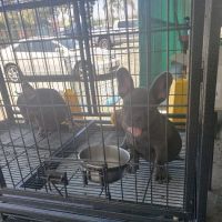 Weros Pet Shop ico