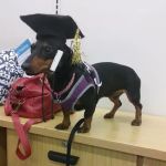 Petco