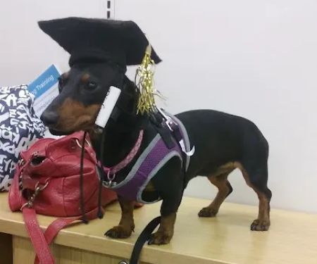Petco