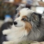 Lovet Pet Health Care - Anthem