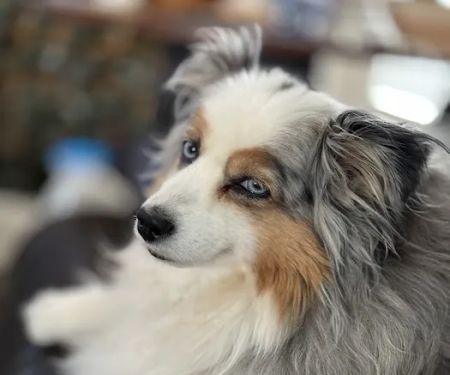 Lovet Pet Health Care - Anthem