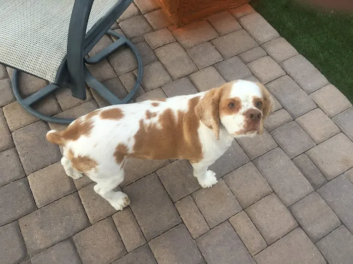 Lovet Pet Health Care - Anthem Picture 3