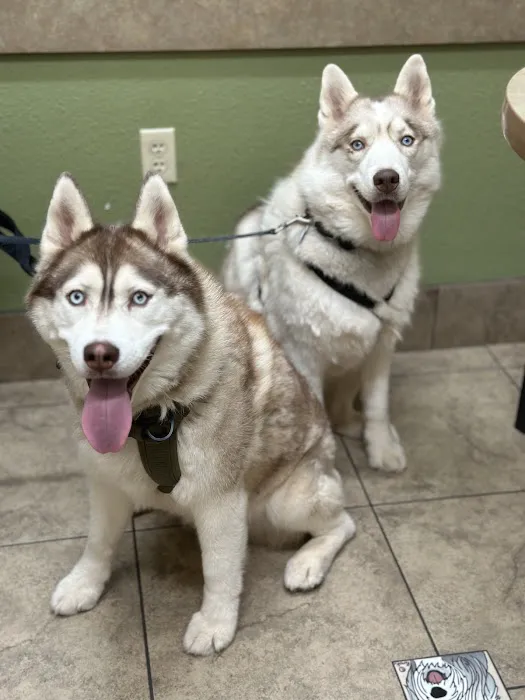 Lovet Pet Health Care - Anthem Picture 6