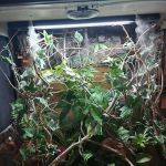 REPTILE FACTORY