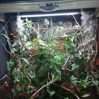 REPTILE FACTORY ico