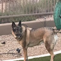 Dynamite Creek Animal Hospital ico
