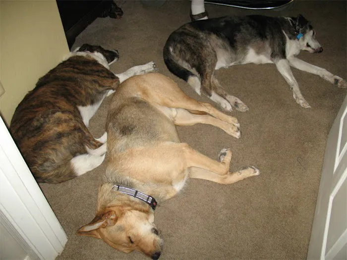 Dynamite Creek Animal Hospital Picture 9
