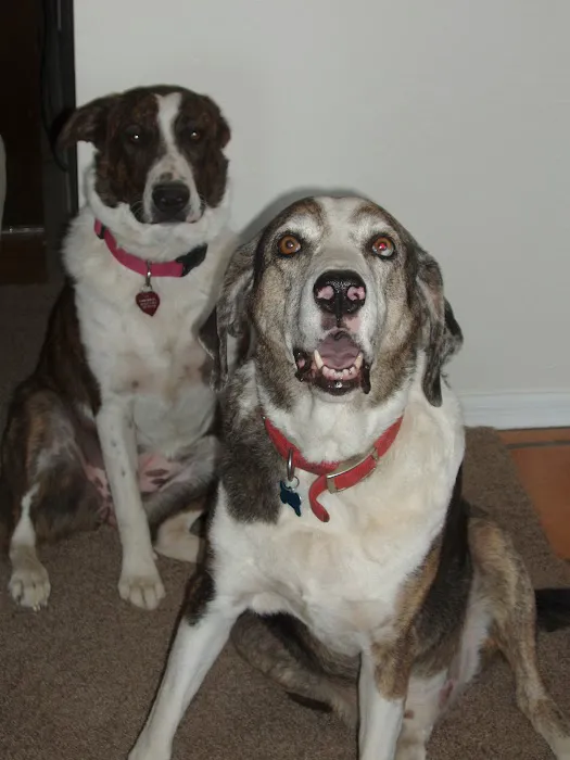 Dynamite Creek Animal Hospital Picture 8