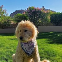 Arizona Animal Hospital ico