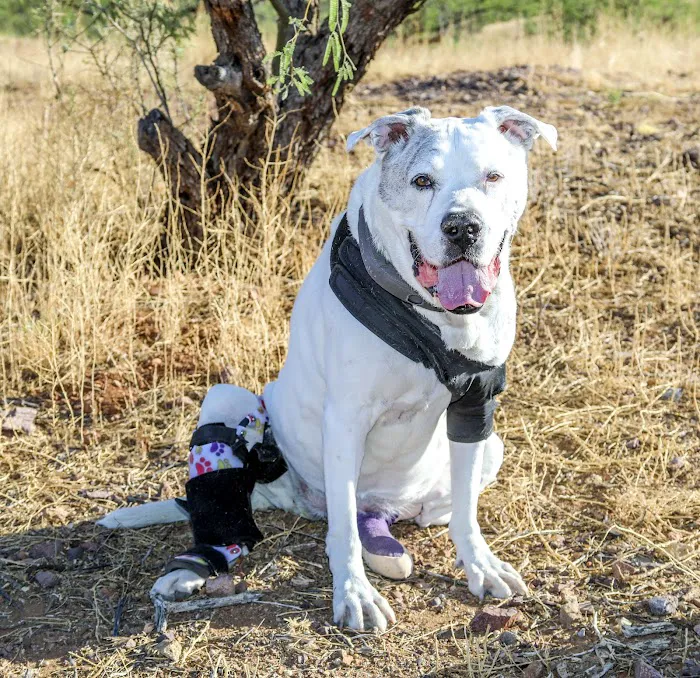 Arizona Animal Hospital Picture 4