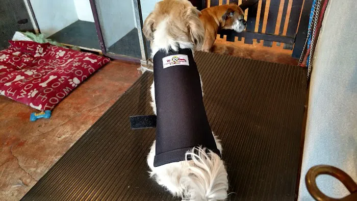 Pet Guardian Shield No More Cone! Picture 2