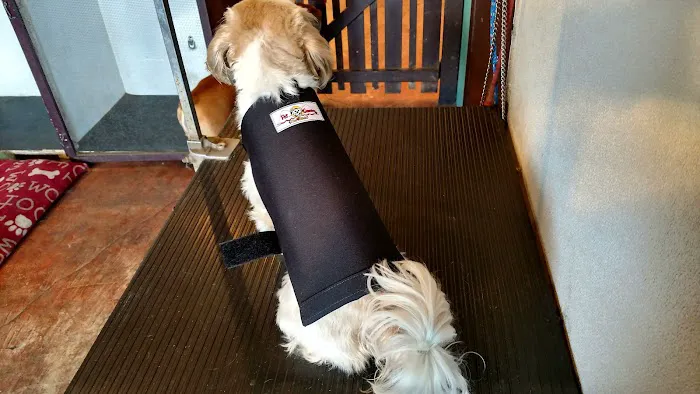 Pet Guardian Shield No More Cone! Picture 1
