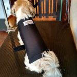Pet Guardian Shield No More Cone!