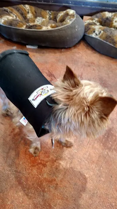 Pet Guardian Shield No More Cone! Picture 7