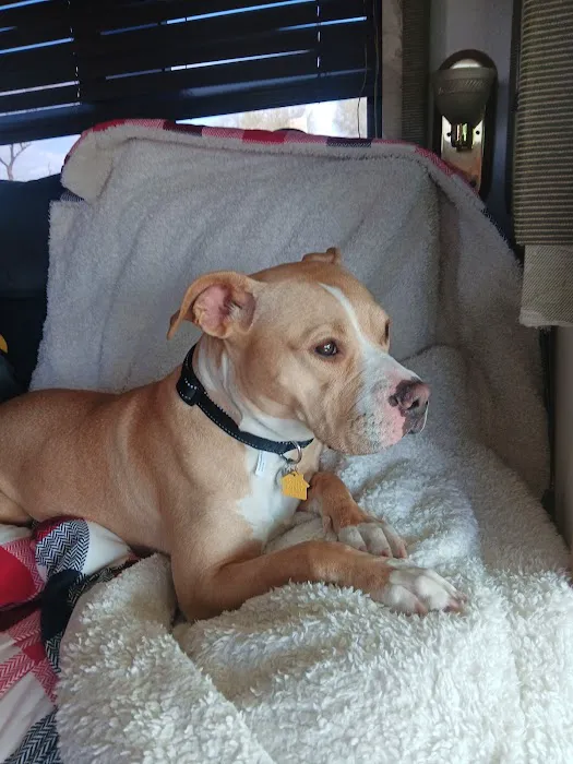Animal Health Services of Cave Creek Picture 4