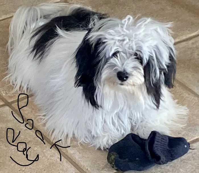 Animal Health Services of Cave Creek Picture 1
