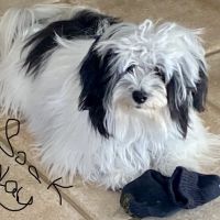 Animal Health Services of Cave Creek ico