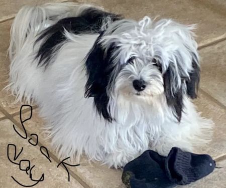 Animal Health Services of Cave Creek