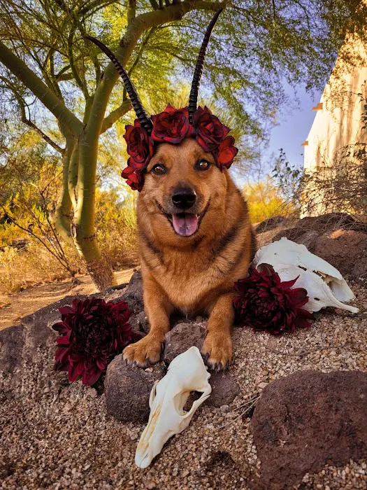 Animal Health Services of Cave Creek Picture 7