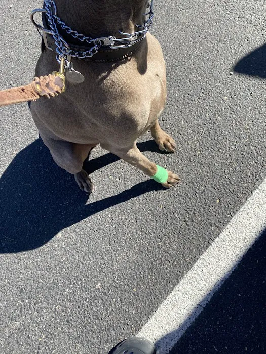 Animal Health Services of Cave Creek Picture 5