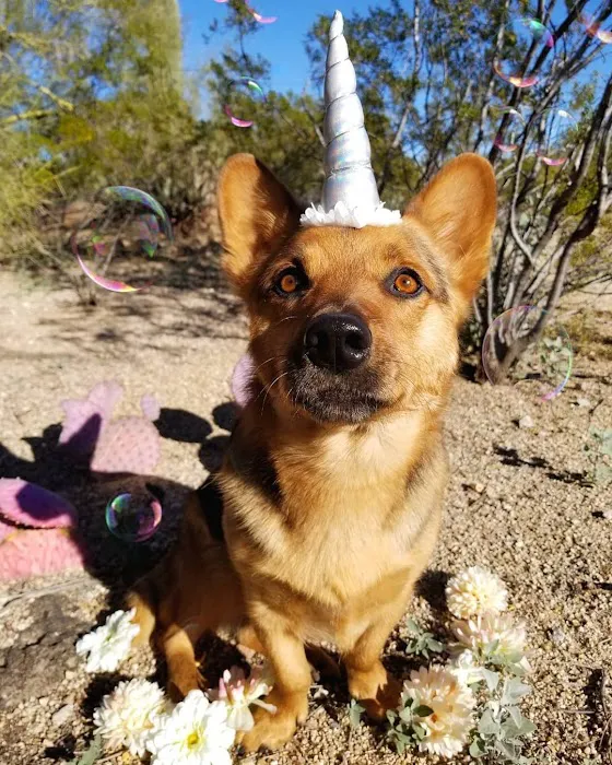Animal Health Services of Cave Creek Picture 9