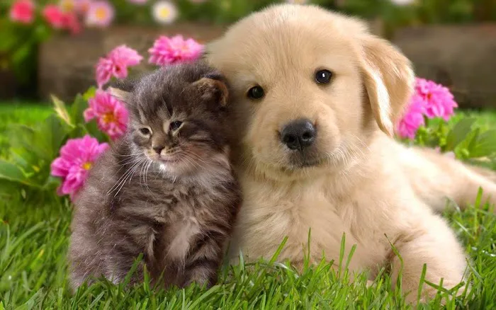 Desert Forest Animal Hospital Picture 7