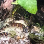 Bermuda Aquatics Exotic Fish & Ponds