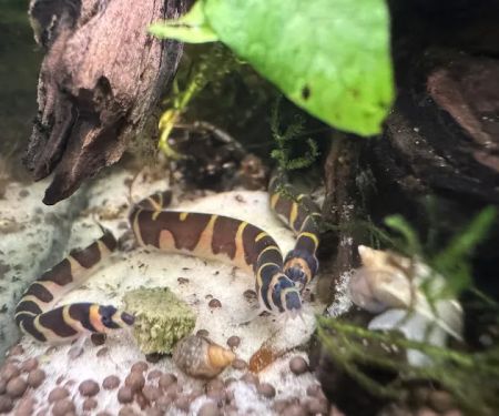 Bermuda Aquatics Exotic Fish & Ponds
