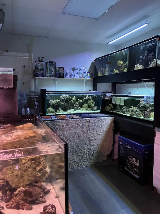 Bermuda Aquatics Exotic Fish & Ponds Picture 5