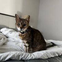 Pets At Peace ico
