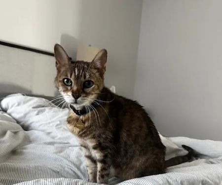 Pets At Peace