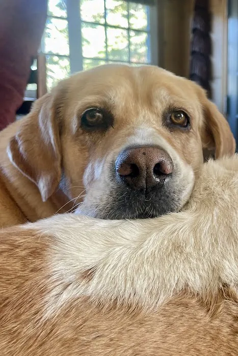 Pets At Peace Picture 6