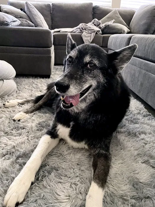Pets At Peace Picture 3