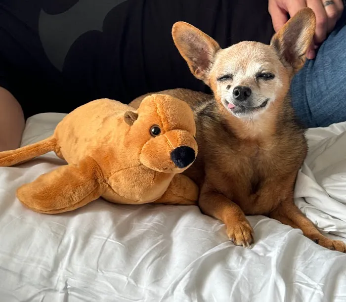 Pets At Peace Picture 5