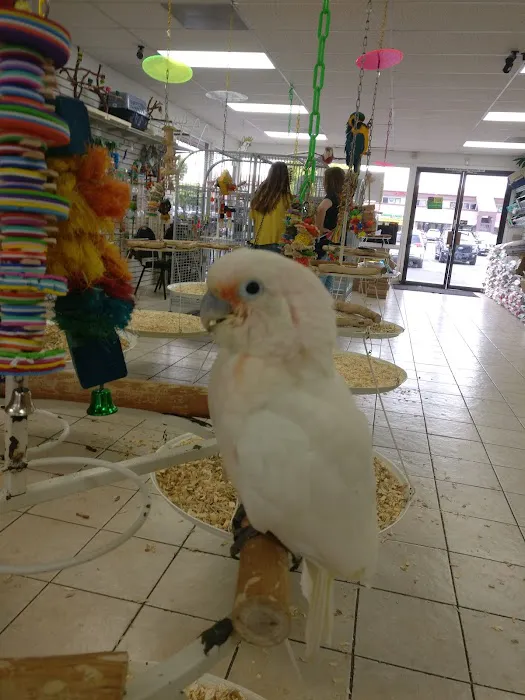 Omar's Exotic Birds Picture 5