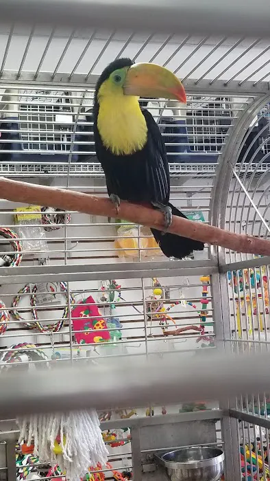 Omar's Exotic Birds Picture 4
