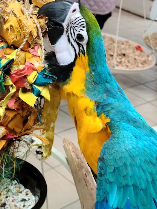 Omar's Exotic Birds Picture 6